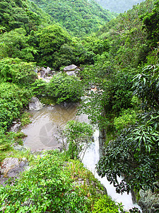 波多黎各的雨林图片