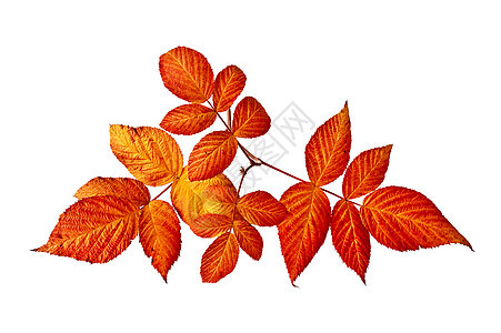 草莓树叶草本植物覆盆子橙子静脉枝条叶子红色黄色水平植物学图片