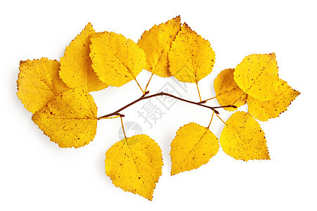 用黄色叶子喷洒的树枝图片
