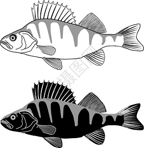 鲈鱼-淡水鱼的插图图片