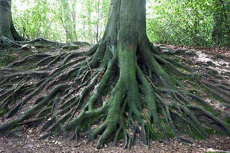 由大树根根组成的网络叶子土壤地面生活橡木山毛榉生长植物群纠纷苔藓图片