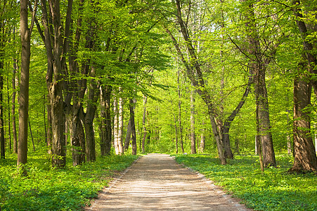 森林林地途径美丽步道薄雾小路树干叶子公园季节背景图片