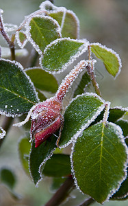 冰冻花朵红色橙子绿色花瓣雪花植物季节白色冻结叶子图片