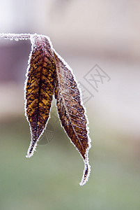 冻结绿色白色植物花瓣雪花叶子花朵橙子红色季节图片