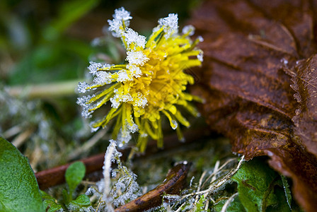 花植物黄色花瓣花朵雪花绿色季节图片