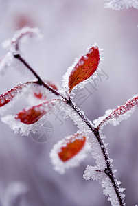 冬天冻结黄色植物红色季节雪花白色叶子图片