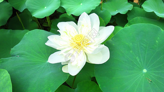 湖边的水百合植物学池塘阳光季节风景叶子场景美丽反射花瓣图片