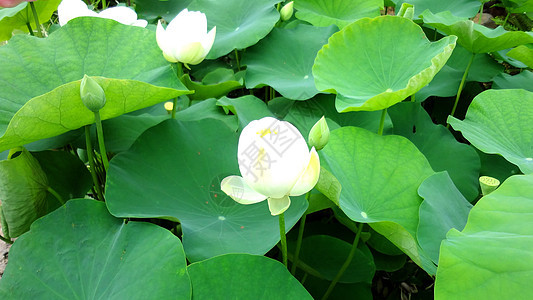 湖边的水百合阳光池塘脆弱性季节美丽风景植物学叶子花瓣反射图片