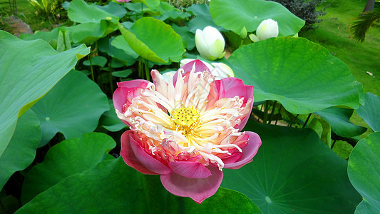 粉红水百合 池塘上含莲花叶花瓣植物荷花异国热带花园冥想叶子植物群环境图片