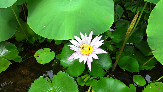 湖边的水百合场景阳光反射季节植物学美丽叶子池塘花瓣风景图片