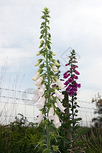 野外白花和紫色狐狸球花图片