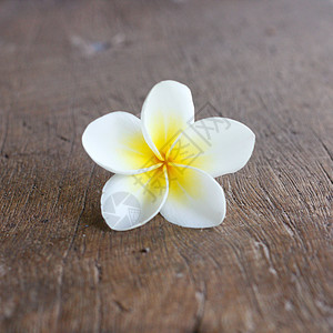弗朗吉帕尼花朵黄色异国装饰奢华情调风格白色亚热带温泉按摩图片