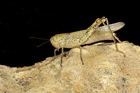 蝗灾瘟疫昆虫野生动物刺槐岩石石灰石害虫料斗图片