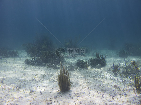 珊瑚礁海洋生活裂缝岩石潜水潜水员旅行运动蓝色情调图片