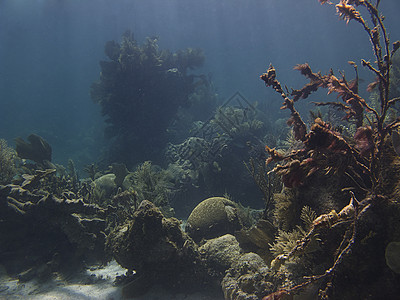 珊瑚礁岩石运动异国情调爬坡生活海洋旅游珊瑚潜水图片