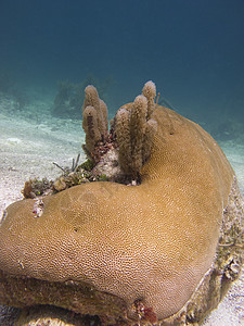 珊瑚岩潜水员旅游珊瑚海洋裂缝情调异国岩石生活运动图片