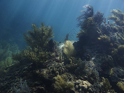 珊瑚礁旅游潜水爬坡珊瑚情调潜水员海洋假期运动异国图片