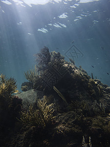 珊瑚礁蓝色异国蛴螬海浪生活黄酮裂缝海洋旅游潜水员图片