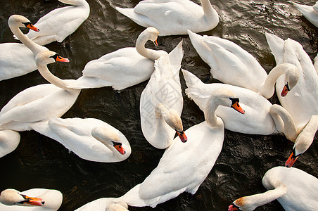 水边的天鹅圈白色水禽背景图片