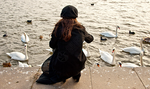 孤独的女孩和天鹅群动物水禽白色天鹅图片