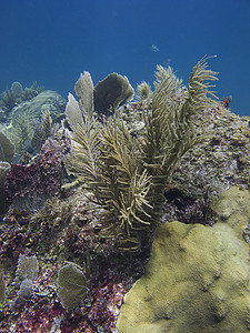 珊瑚礁异国蓝色旅游运动海洋裂缝假期爬坡潜水员岩石图片