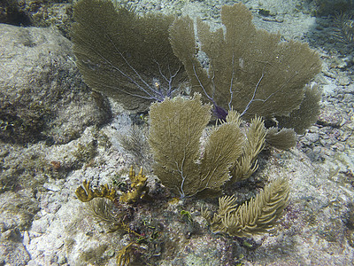 珊瑚礁海洋潜水员旅游爬坡运动异国蓝色假期旅行潜水图片