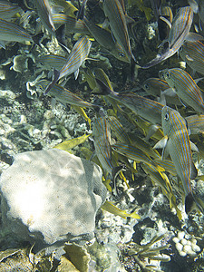 法语语库学校热带白色珊瑚蛴螬生活海洋海藻荒野殖民地书房图片