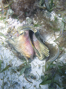 海螺贝壳潜水勘探植物异国海洋热带野生动物情调假期动物图片