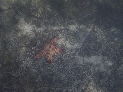 海星橙子星星刺梨异国网纹海岸线情调热带图片