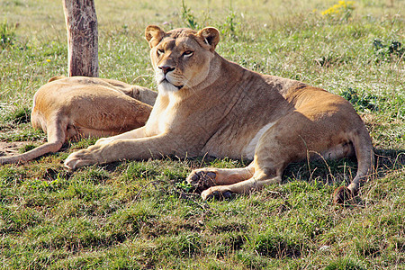 狮子狮猫科毛皮动物游戏野生动物荒野正方形母狮公园狮子图片