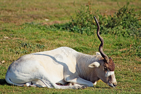 添加器荒野动物动物园喇叭公园哺乳动物羚羊外套动物群野生动物图片