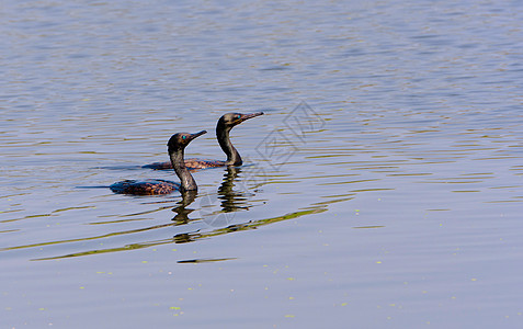 两名印度Cormorants在水中游泳移民大道野生动物鸟类观鸟生物野兽黑色翅膀动物图片
