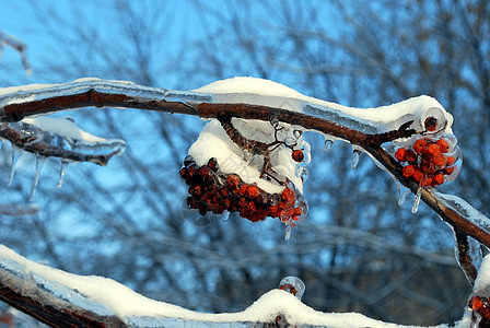太阳在冰雪中点燃了树枝蓝色浆果状况红色植物群天空图片