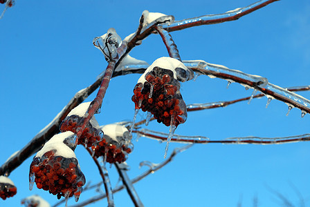 太阳在冰雪中点燃了树枝植物群红色天空蓝色浆果状况图片