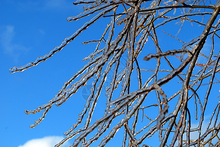 阳光照亮了树枝 在蓝色天空背景的冰雪中闪耀植物群太阳状况图片