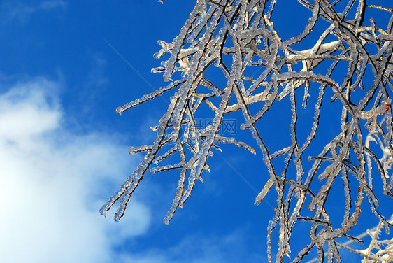 阳光照亮了树枝 在蓝色天空背景的冰雪中闪耀植物群太阳状况图片