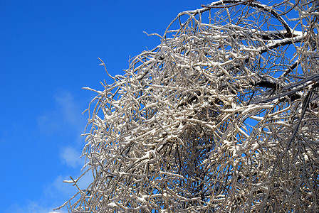 阳光照亮了树枝 在蓝色天空背景的冰雪中闪耀太阳状况植物群图片