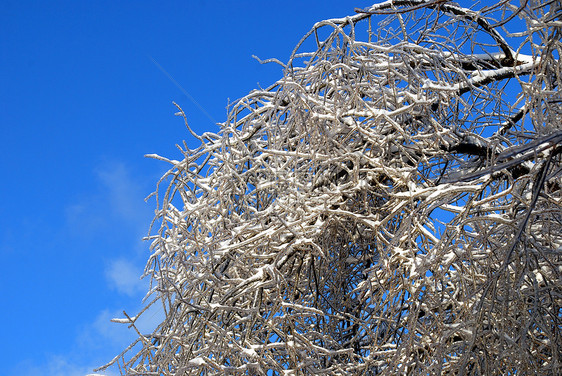阳光照亮了树枝 在蓝色天空背景的冰雪中闪耀太阳状况植物群图片