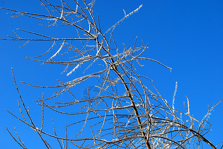 阳光照亮了树枝 在蓝色天空背景的冰雪中闪耀状况太阳植物群图片