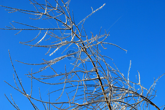 阳光照亮了树枝 在蓝色天空背景的冰雪中闪耀状况太阳植物群图片