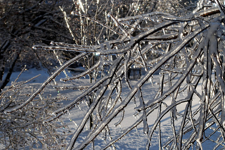 太阳在冰雪中点燃了树枝植物群状况图片