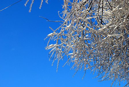 阳光照亮了树枝 在蓝色天空背景的冰雪中闪耀状况植物群太阳图片