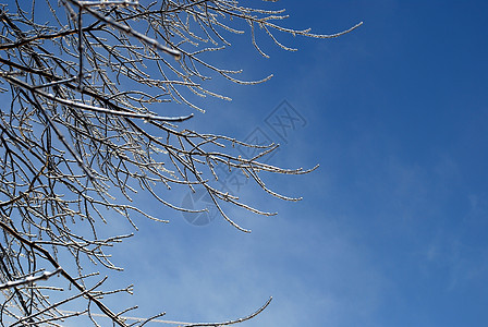 阳光照亮了树枝 在蓝色天空背景的冰雪中闪耀太阳植物群状况图片