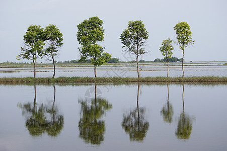 水反射场地地球农村天空环境树干季节分支机构力量美丽图片