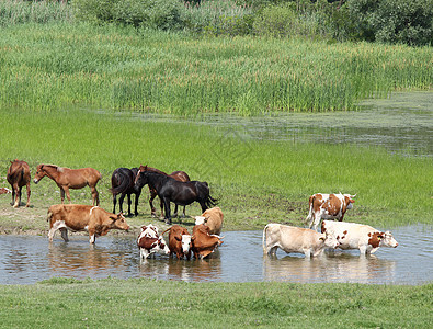 在河上放牧的牲畜场地牧场农村家畜绿色池塘口渴乡村农业奶制品图片