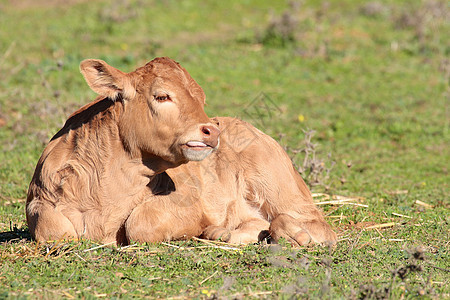 躺在草地上的幼牛图片
