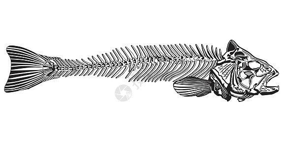 鱼骨钓鱼海洋生态渔船生活骨骼图片
