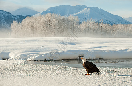 成年秃鹰在雪上的肖像自由脊椎动物猎人动物羽毛海藻鸟类猎物荒野旅行图片