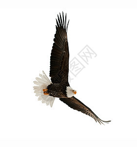 秃鹰天空自由海藻白尾航班成人国家生物濒危猎物图片