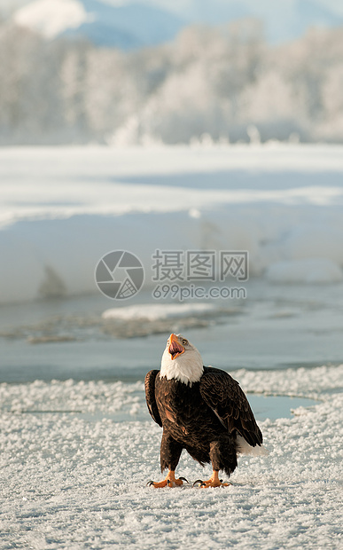 成年秃鹰在雪上的肖像脊椎动物国家白尾猎物野生动物旅行自由猎人鸟类羽毛图片